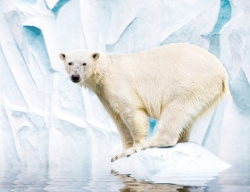 Environmental News Network - Polar bear genome reveals adaptations to high- fat diet